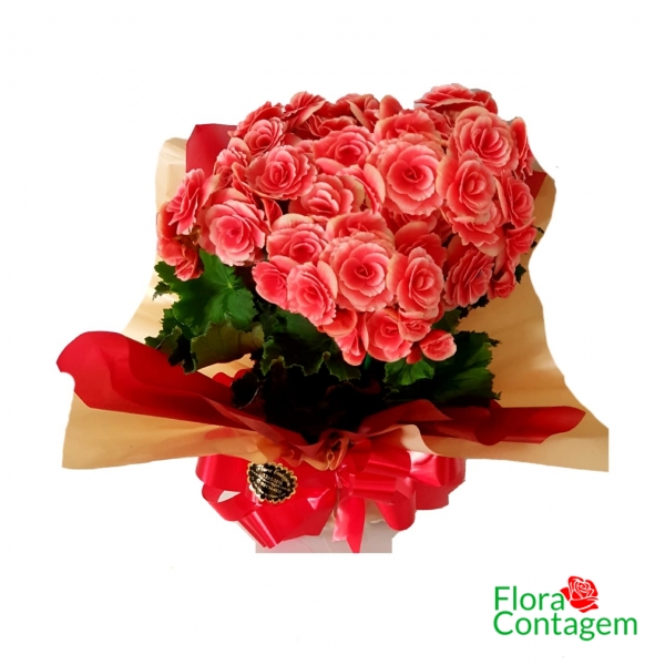  Vaso de Begônias Plantadas