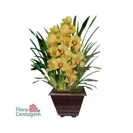 Orquidea Cymbidium Amarela