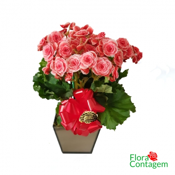 Begônia  no vaso espelhado