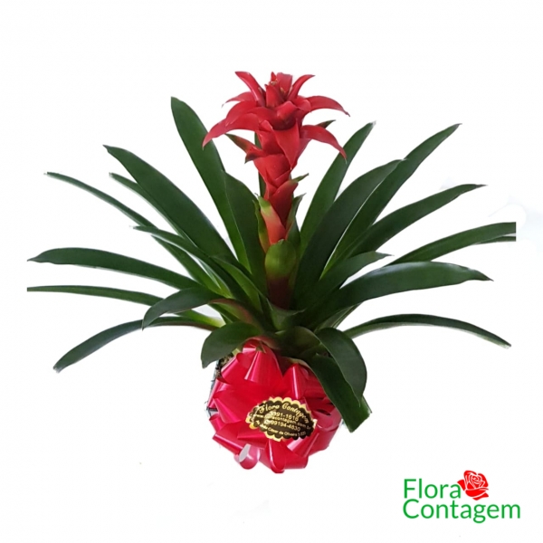 Bromélia Vermelha
