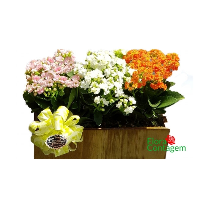 Cesta com Kalanchoes