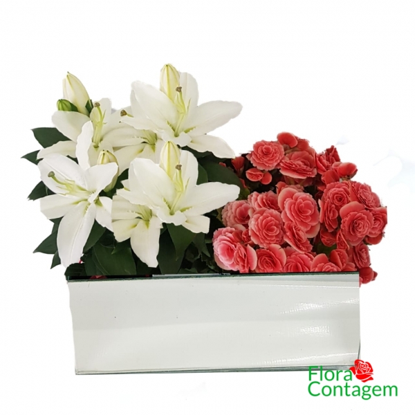 Jardim de Begônias  e lirios Plantados