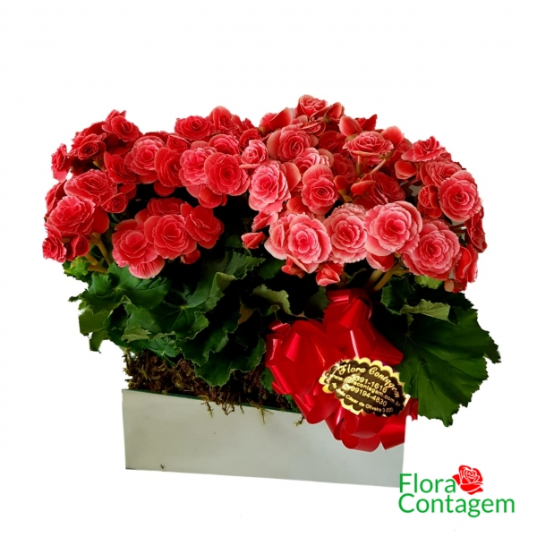 Jardim de Begônias Plantadas