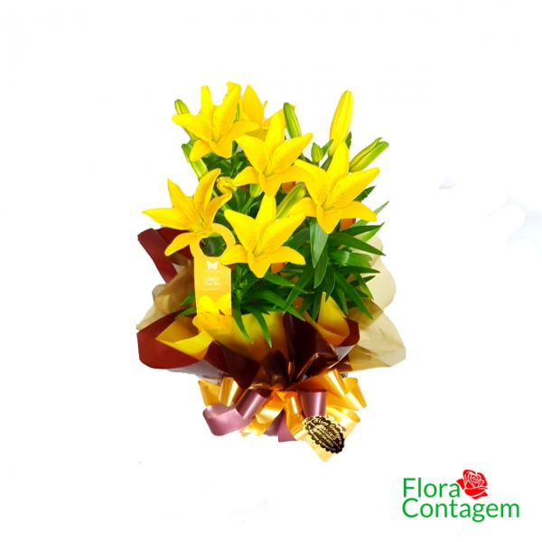 Lirios Amarelos Para Presentear