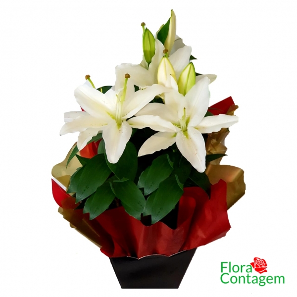 Lirios Brancos Para Presentear