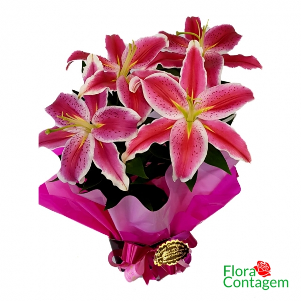 Lírios Plantados Cor de Rosa