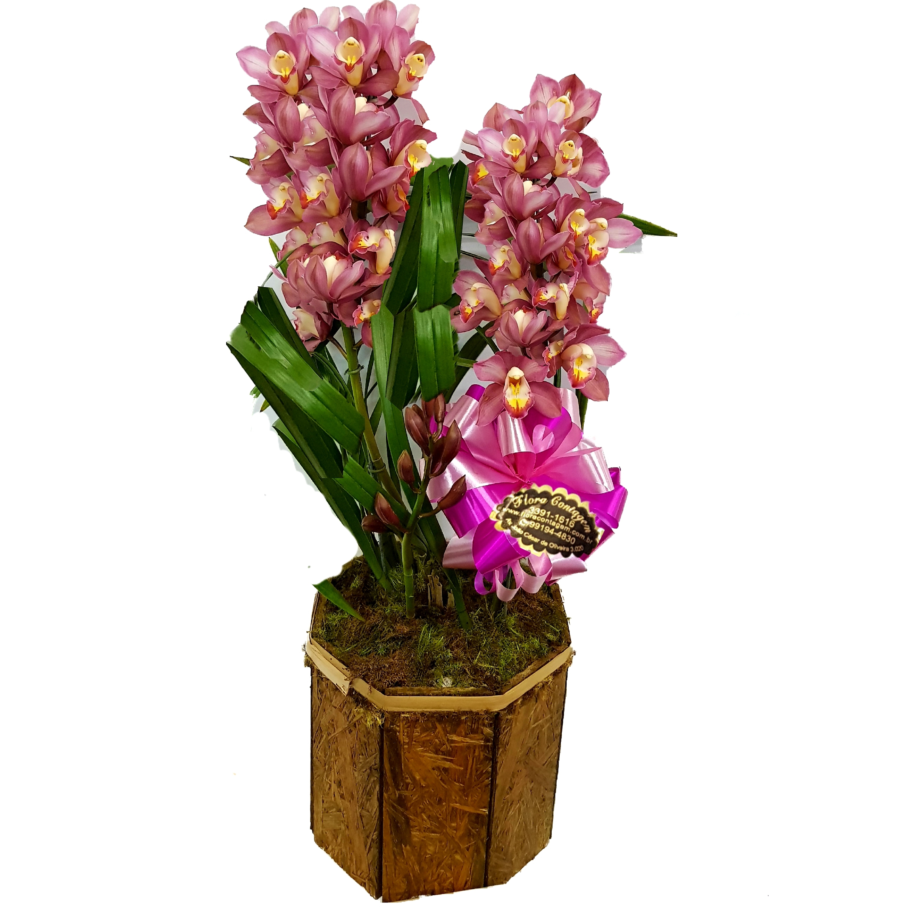 Orquidea Cymbidium Rosa Plantada