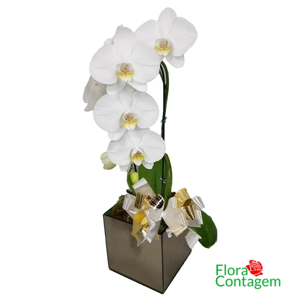 Orquidea Phalaenopsis Branca Vaso de Vidro Espelhado