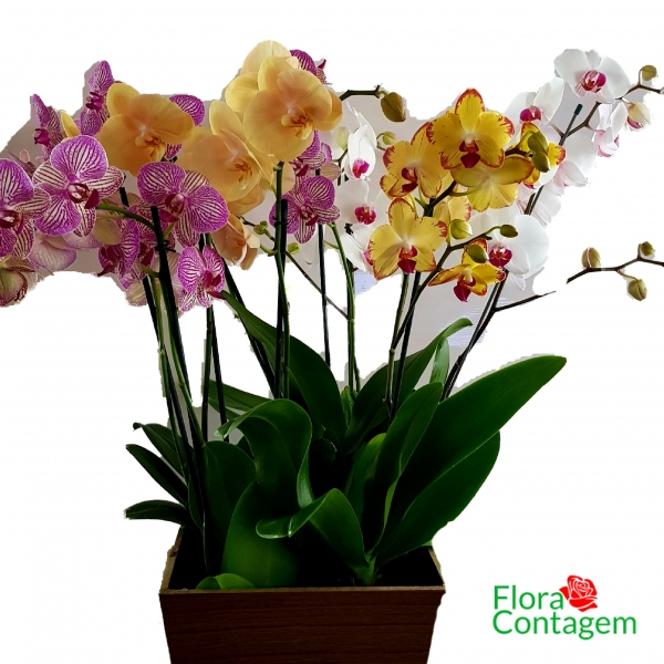 Sofisticadas Orquideas Phalaenopsis