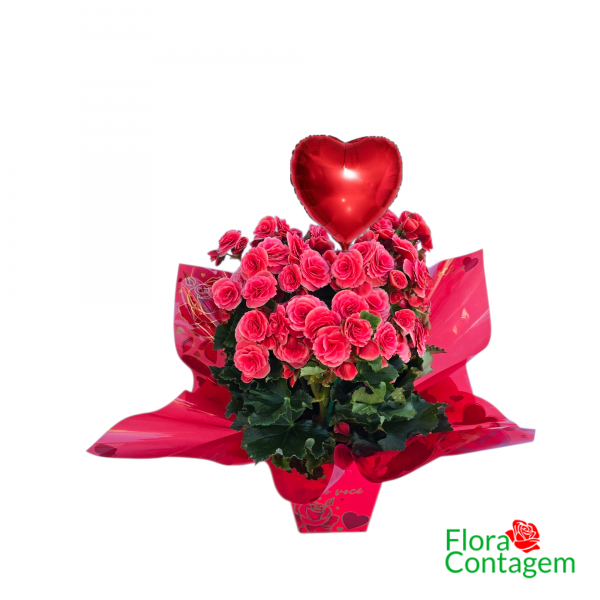 Vaso de Begônias Plantadas com balão Coração