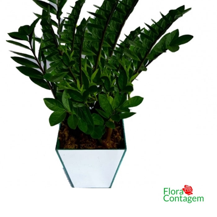 Vaso Zamioculcas